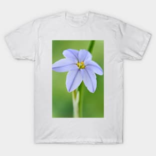 Ipheion &#39;Rolf Fiedler&#39; AGM Spring starflower T-Shirt